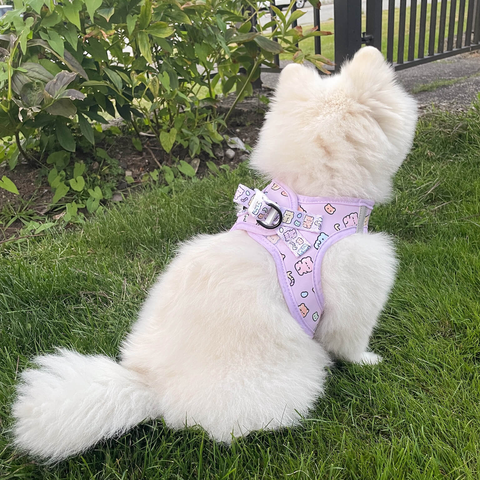 Step-In Dog Harness - Gummy Bear