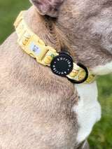 Ultimate Collar Bundle Set - Lemonade (5-Piece)