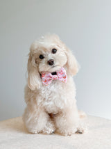 Ultimate Collar Bundle Set - Taro Milk Tea (5-Piece)