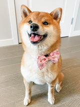 Ultimate Collar Bundle Set - Taro Milk Tea (5-Piece)