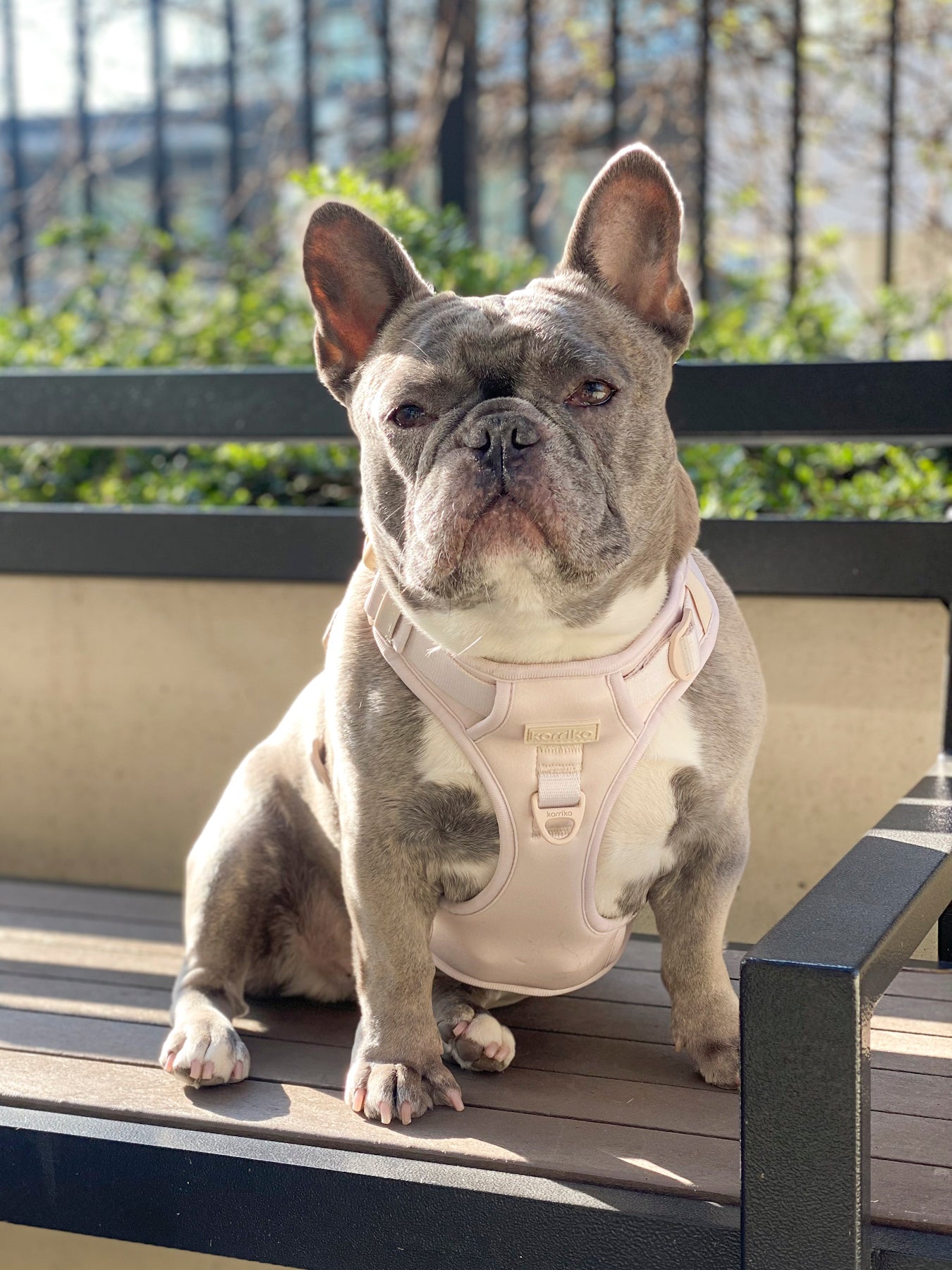 Exploration Lite No-Pull Dog Harness - Almond Nude (Final Sale)