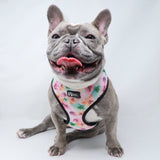 Classic Dog Harness - Full Bloom (Blue Paw Co. - FINAL SALE)