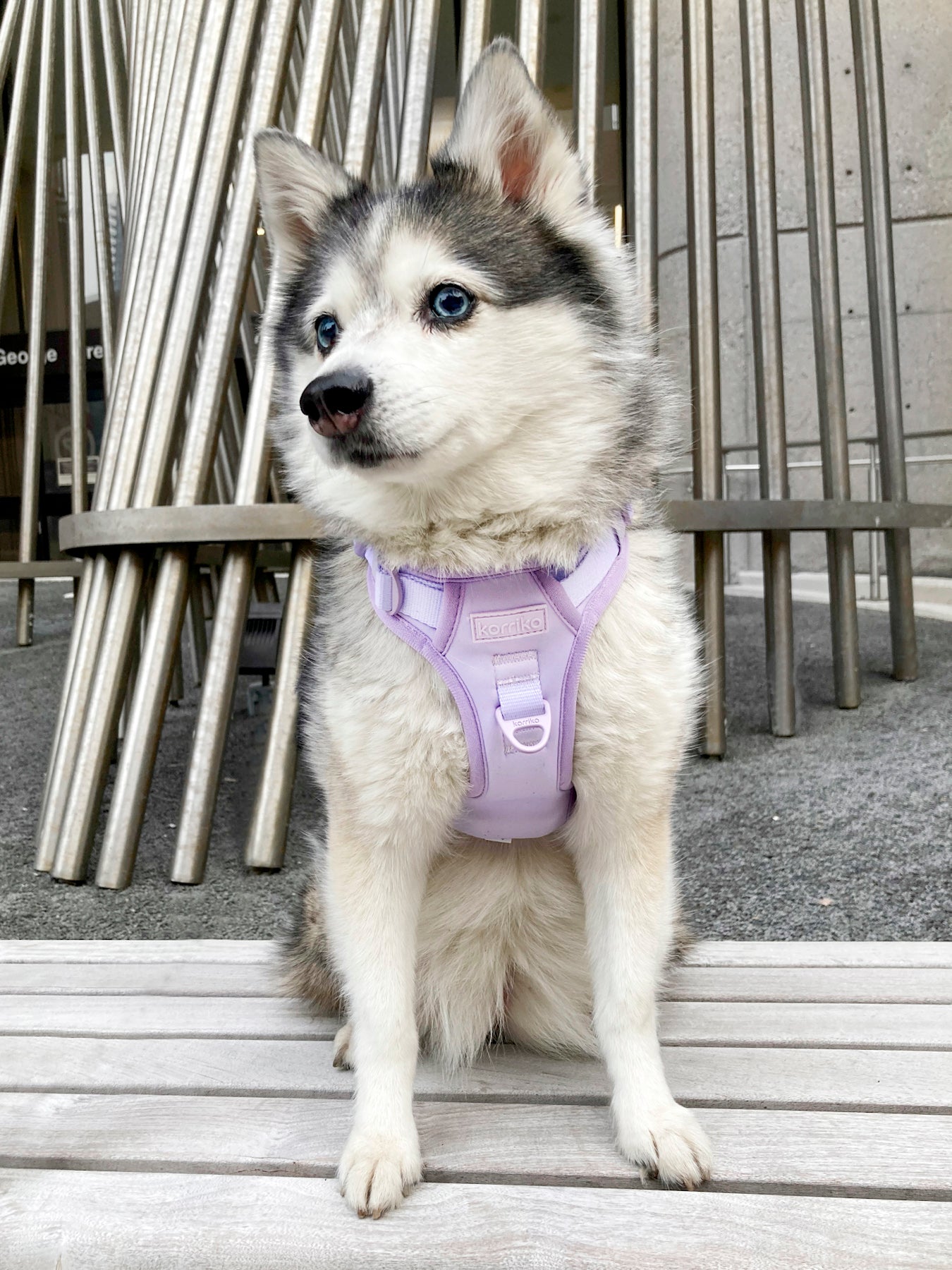 Exploration Lite No-Pull Dog Harness - Lilac (Final Sale)