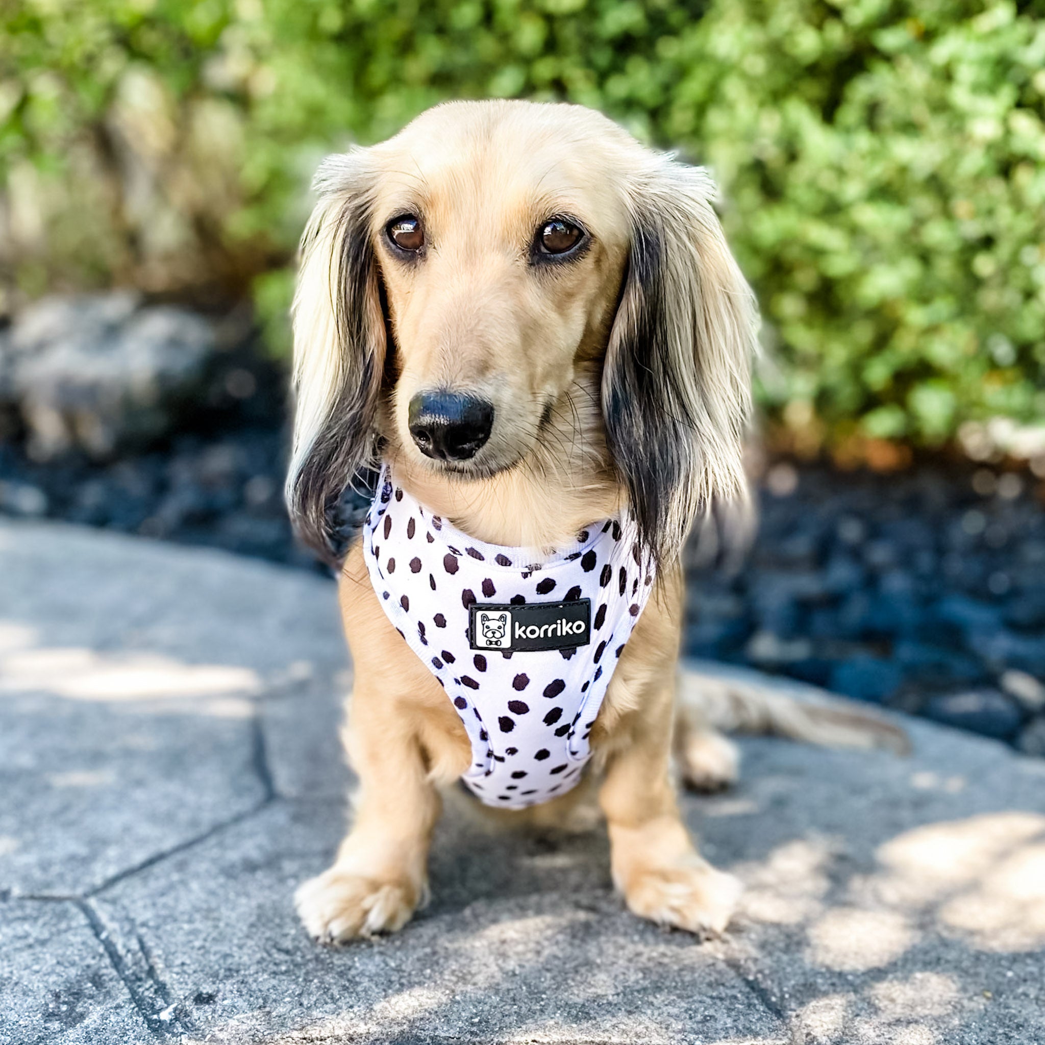 Adjustable Dog Harness - Spotted (SECONDS - FINAL SALE)