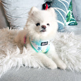 Classic Dog Harness - Sweet & Simple - Blue Paw Co.