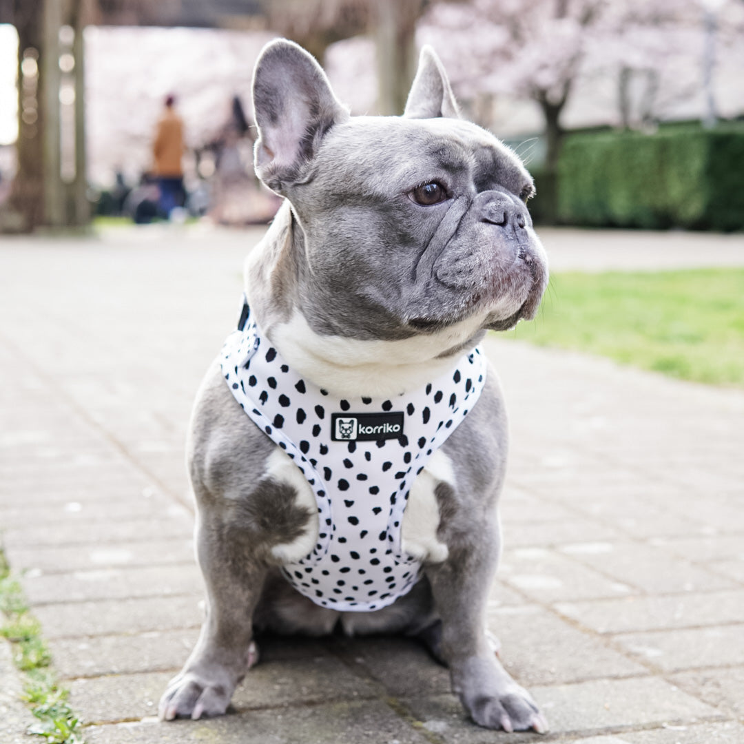Adjustable Dog Harness - Spotted (SECONDS - FINAL SALE)