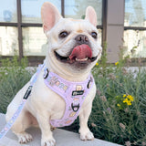 Exploration No-Pull (Step-In) Dog Harness - Gummy Bear