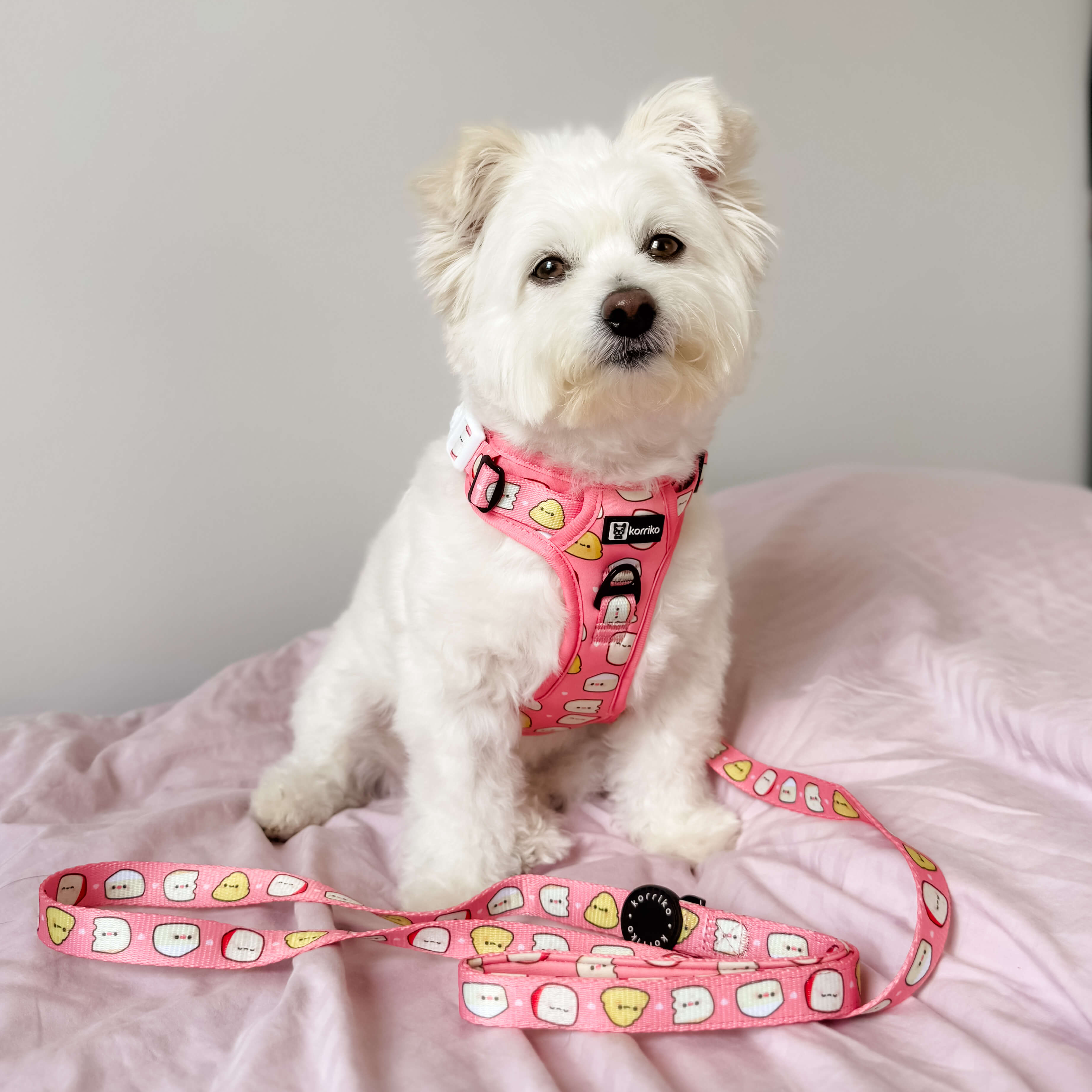 Essential Exploration No-Pull Harness Walk Set - Cheese (3-Piece)
