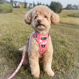 Essential Exploration No-Pull Harness Walk Set - Cheese (3-Piece)