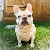 Exploration No-Pull (Step-In) Dog Harness -  Peaches & Cream (Final Sale)