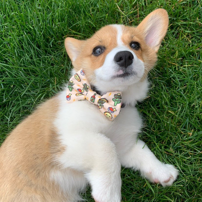 Dog Bow Tie - Taco Fiesta (Blue Paw Co. - FINAL SALE)