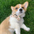 Dog Bow Tie - Taco Fiesta (Blue Paw Co. - FINAL SALE)