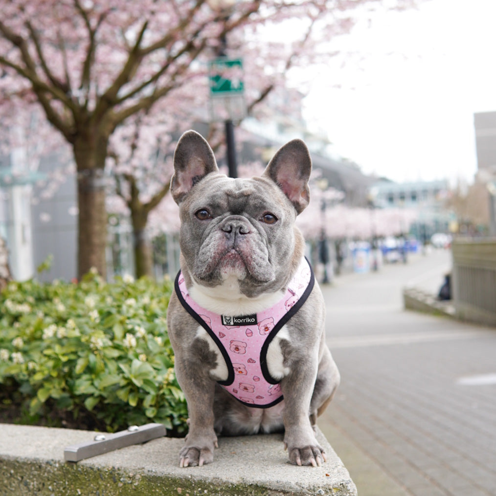 Adjustable Dog Harness - Piggin' Out *SPECIAL SIZING*