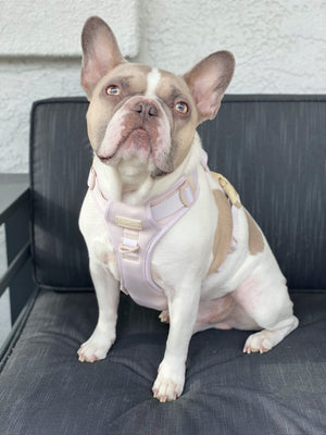 Exploration Lite No-Pull Dog Harness - Almond Nude