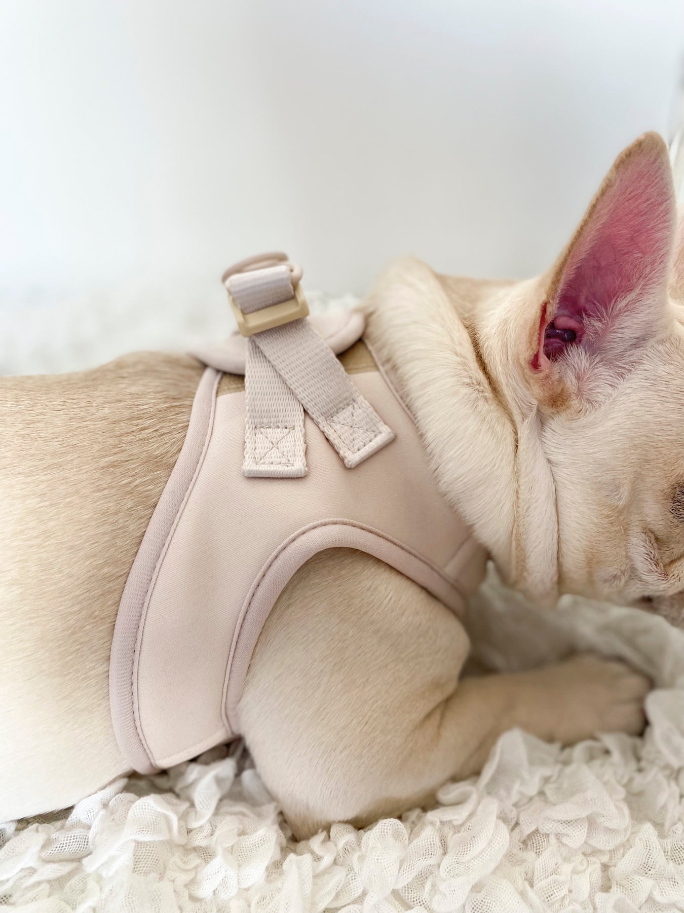 Step-In Dog Harness - Almond Nude