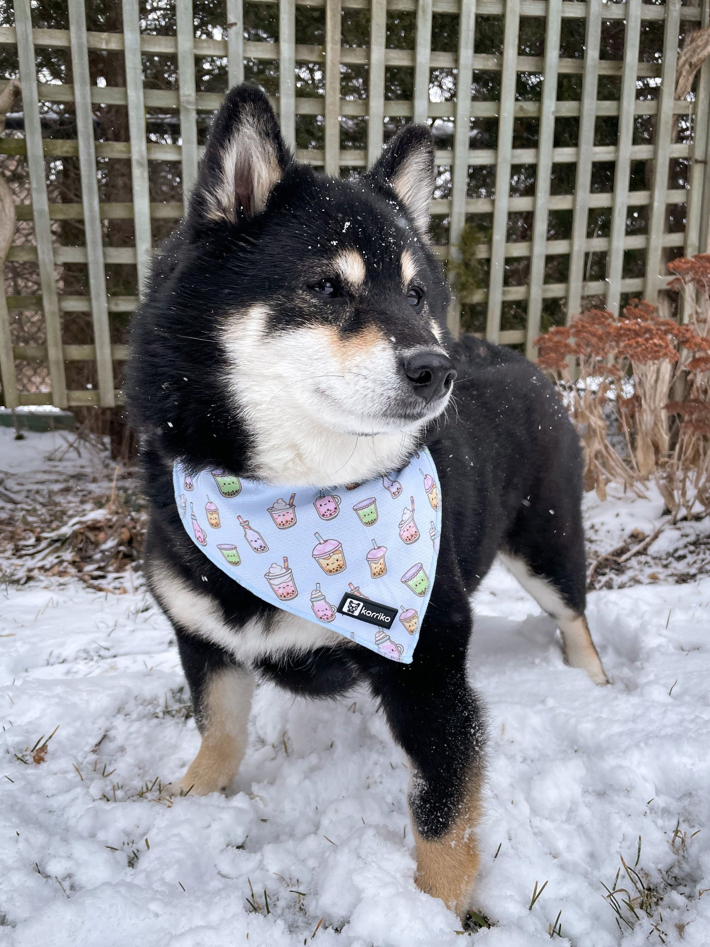 Cooling Dog Bandana - Boba