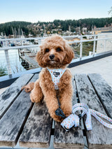 Step-In Dog Harness - Boba