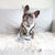 Reversible Dog Harness - Combat Camo - Blue Paw Co.