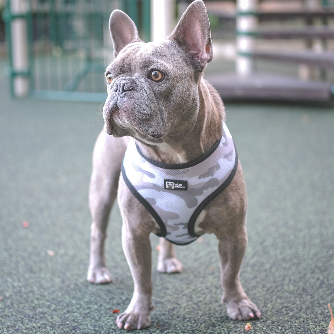 Reversible Dog Harness - Combat Camo - Blue Paw Co.