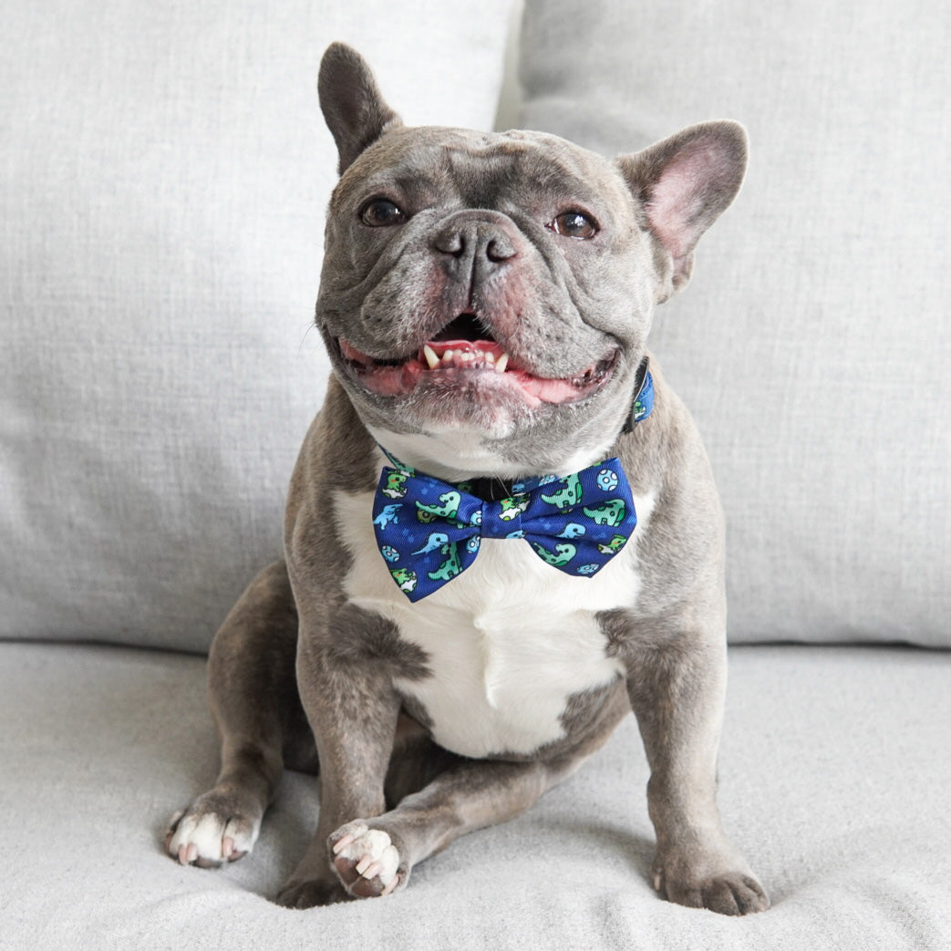 Dog Bow Tie - Dino (Blue Paw Co. - FINAL SALE)