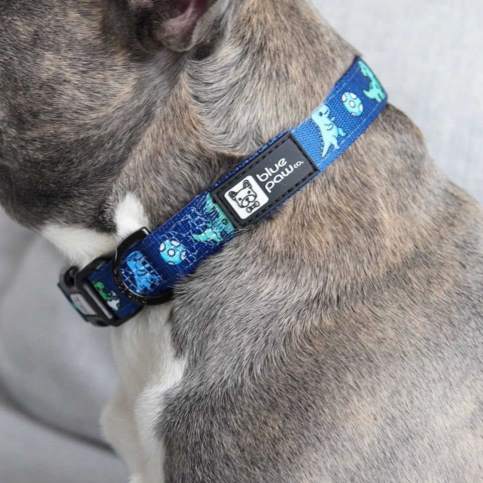 Dog Collar - Dino (Blue Paw Co. - FINAL SALE)