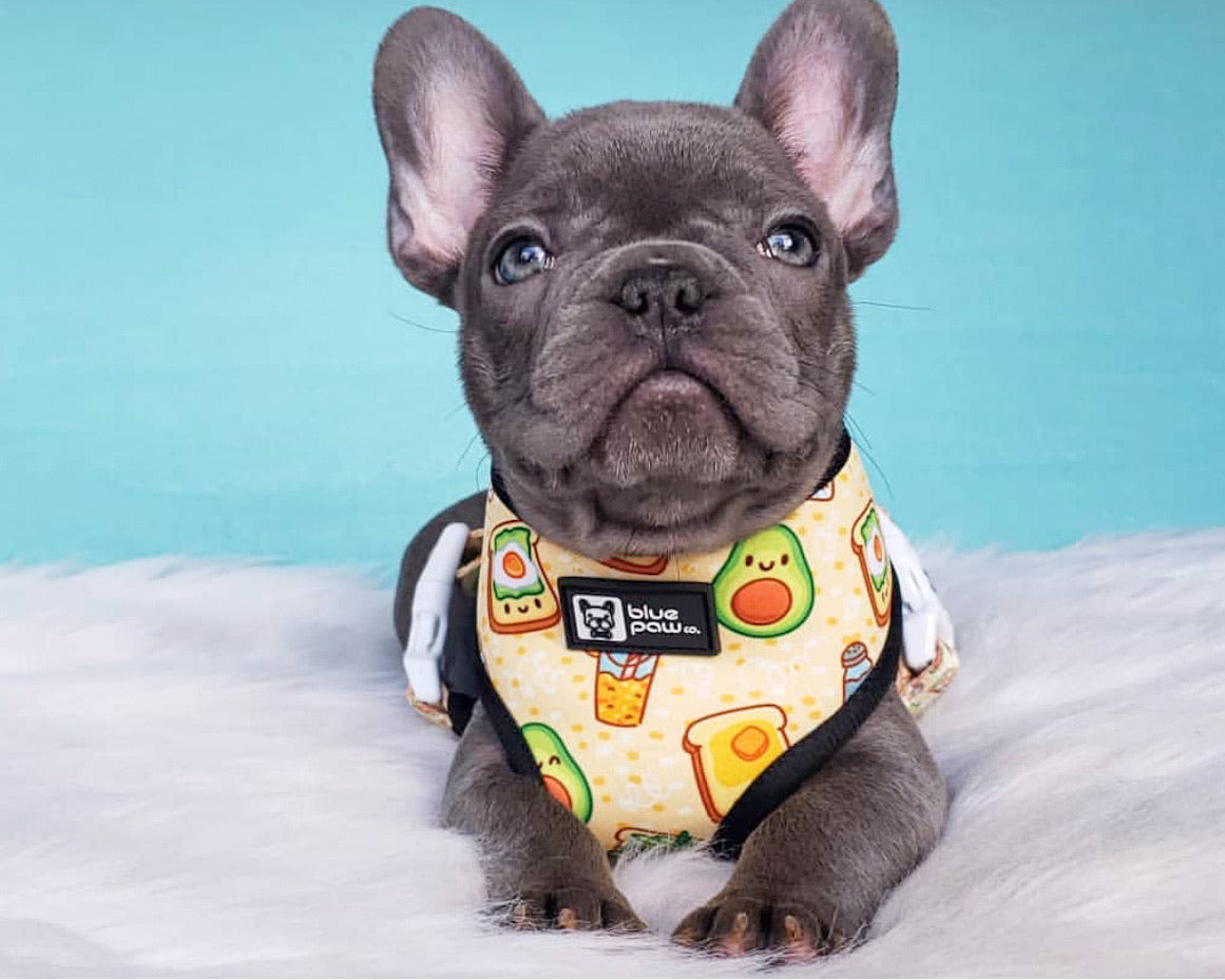 Reversible Dog Harness - Avocado Toast (Blue Paw Co. - FINAL SALE)