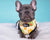 Reversible Dog Harness - Avocado Toast (Blue Paw Co. - FINAL SALE)