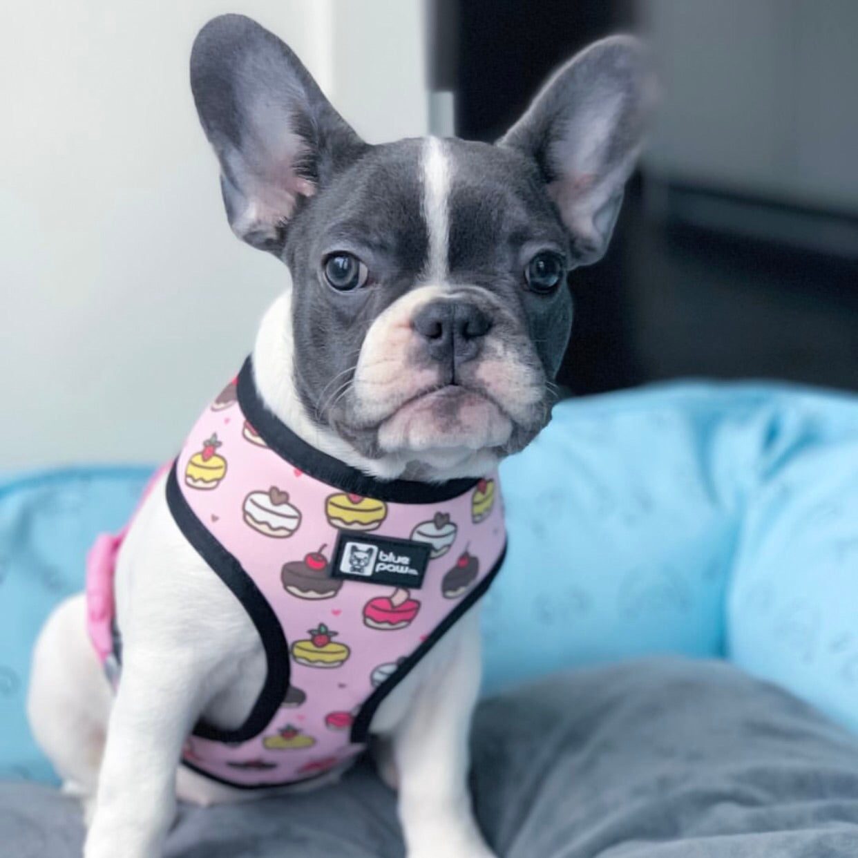 Reversible Dog Harness - Piece Of Cake (Blue Paw Co. - FINAL SALE)