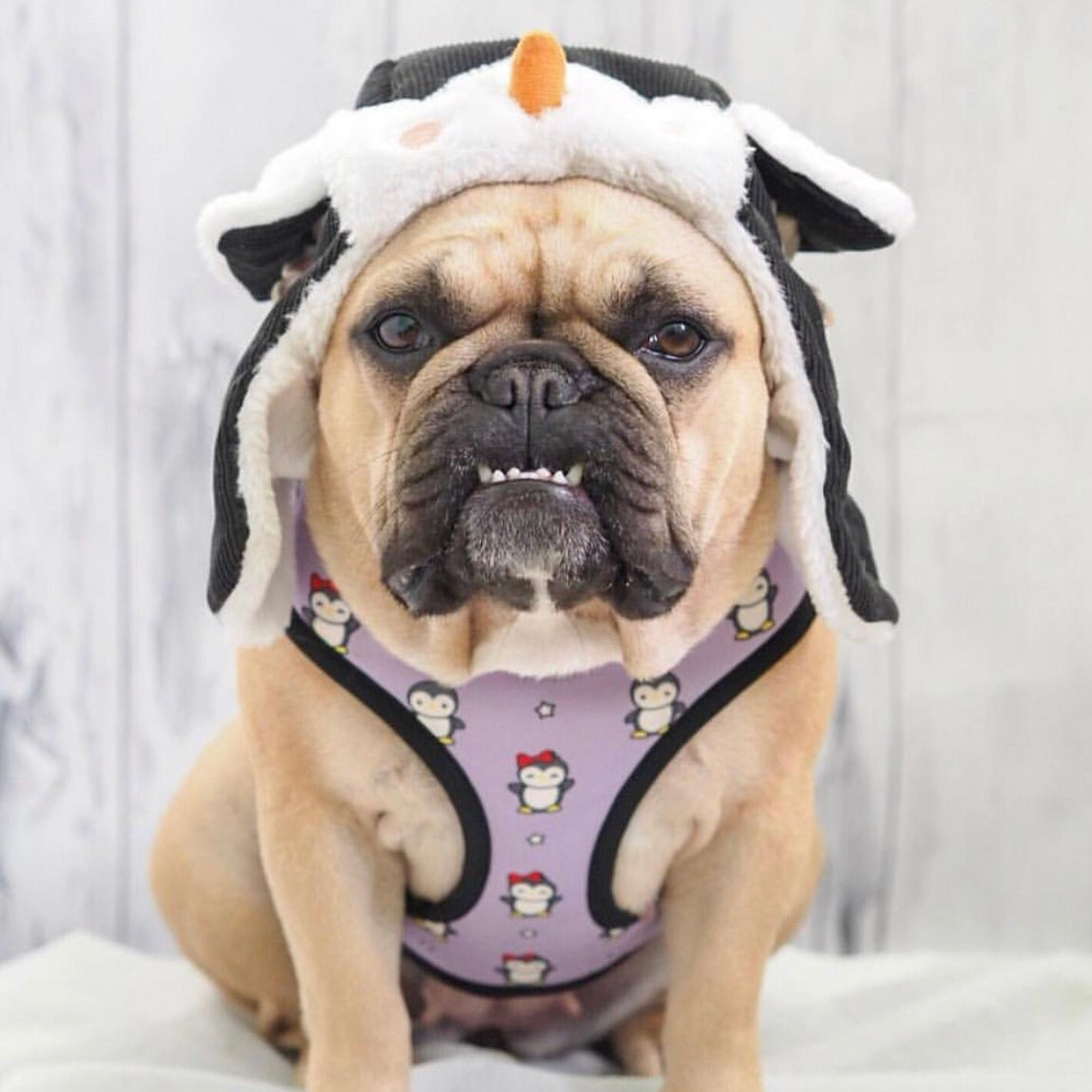Reversible Dog Harness - Frosty Feet (Blue Paw Co. - FINAL SALE)