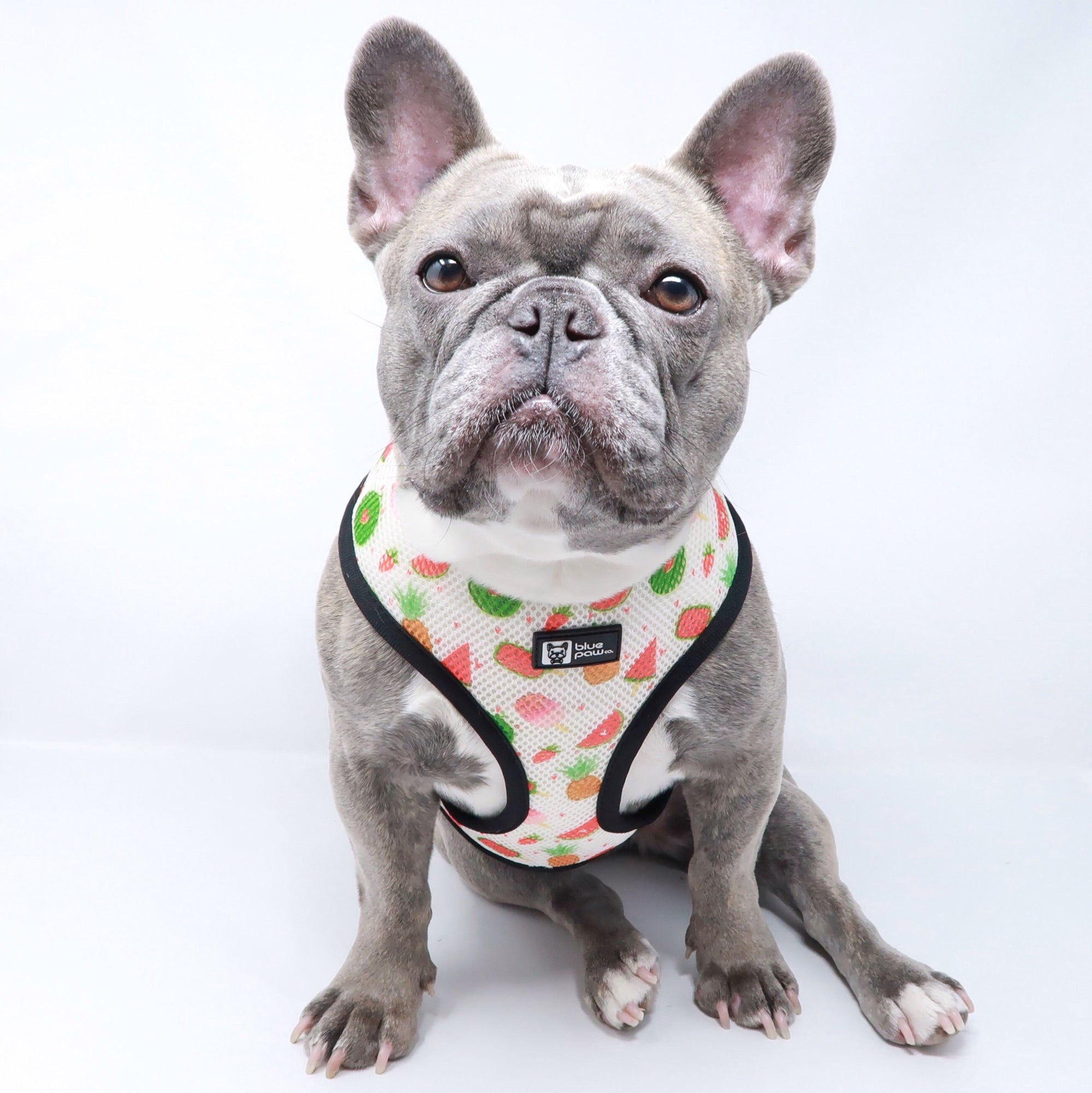 Reversible Dog Harness - Cheat Day (Blue Paw Co. - FINAL SALE)