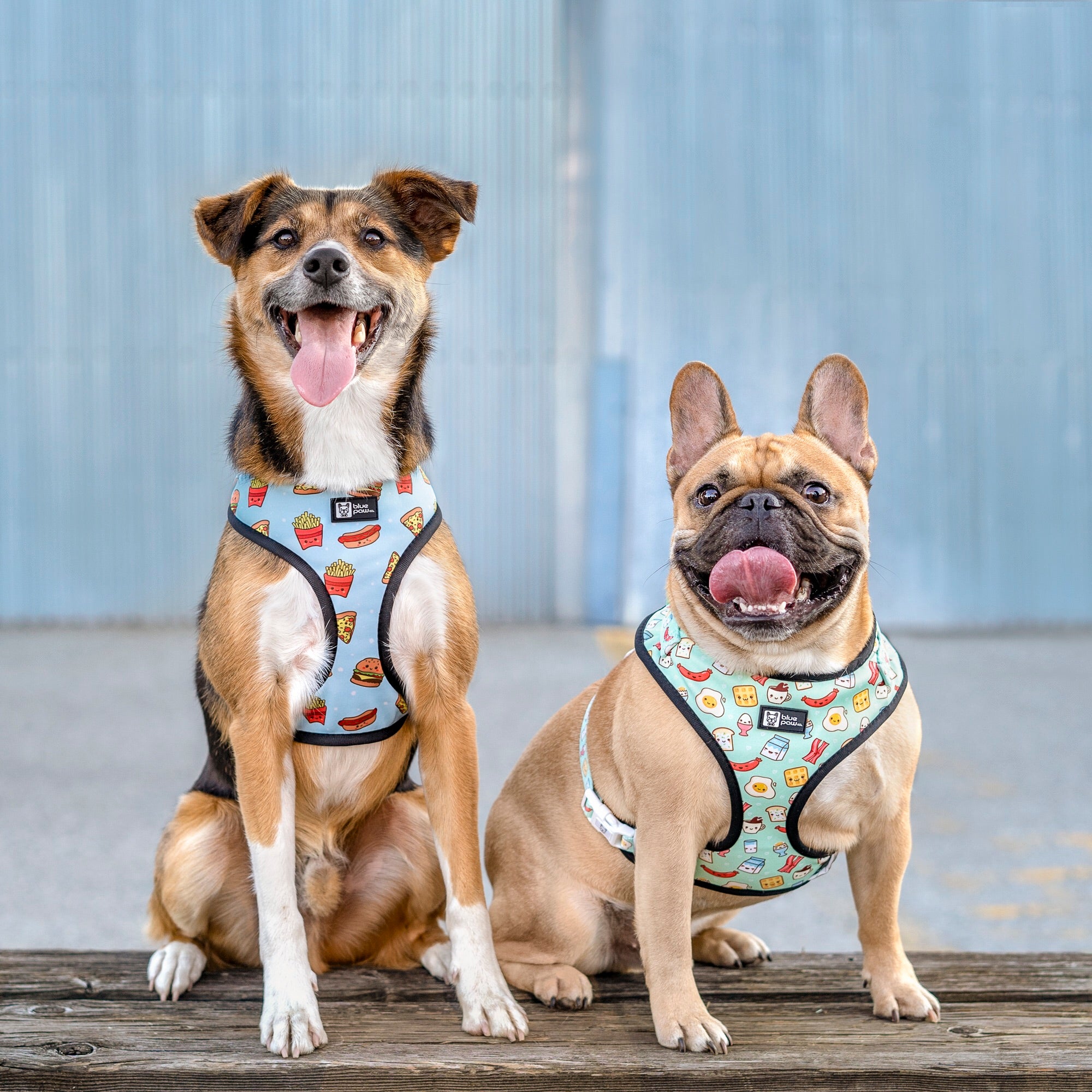 Reversible Dog Harness - Cheat Day (Blue Paw Co. - FINAL SALE)