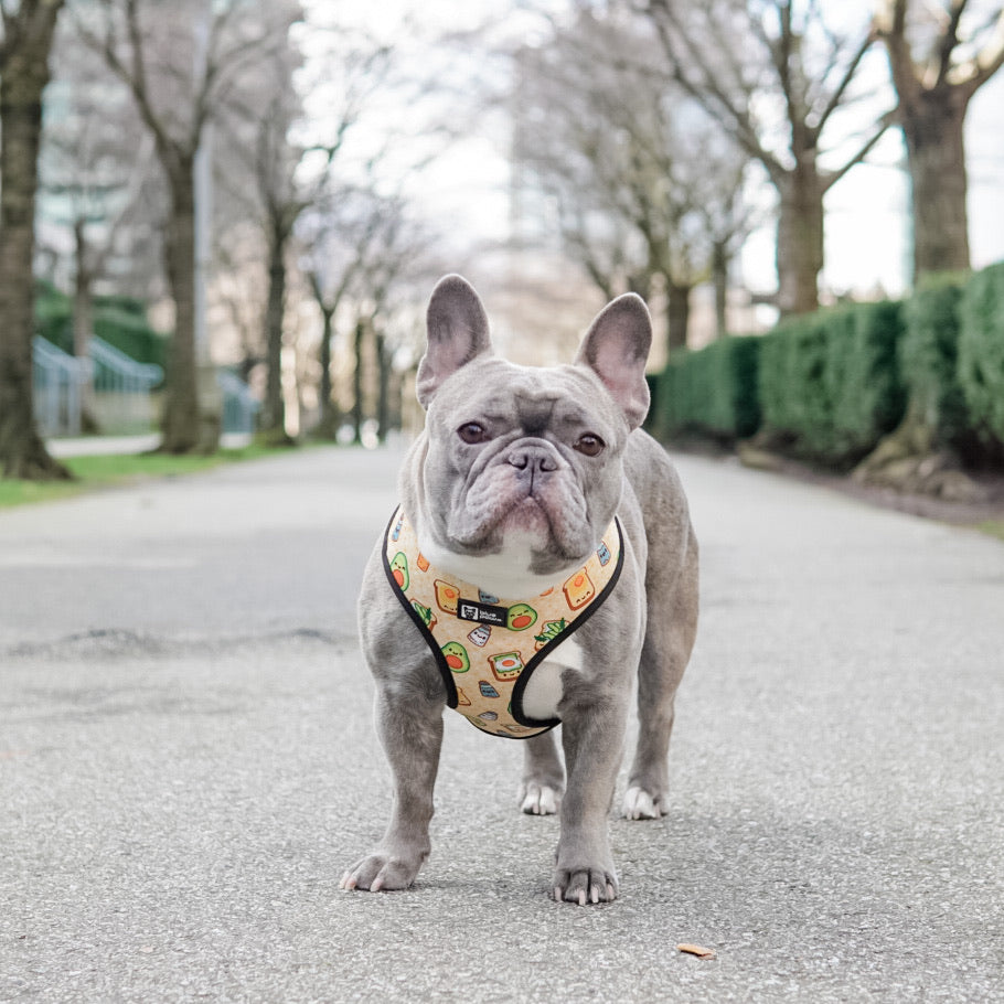 Reversible Dog Harness - Avocado Toast (Blue Paw Co. - FINAL SALE)