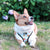 Reversible Dog Harness - Cheat Day (Blue Paw Co. - FINAL SALE)
