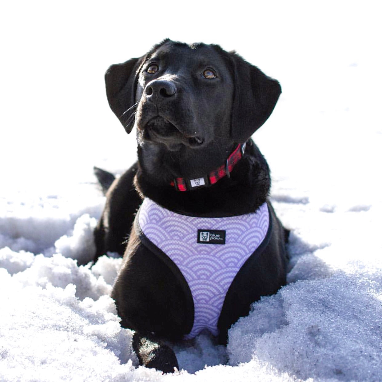 Reversible Dog Harness - Frosty Feet (Blue Paw Co. - FINAL SALE)