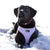 Reversible Dog Harness - Frosty Feet (Blue Paw Co. - FINAL SALE)