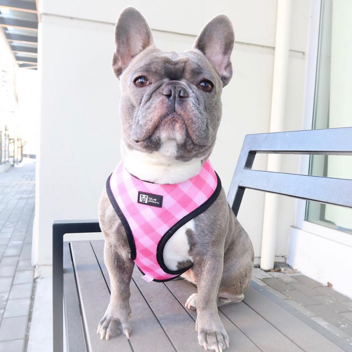Reversible Dog Harness - Piece Of Cake (Blue Paw Co. - FINAL SALE)