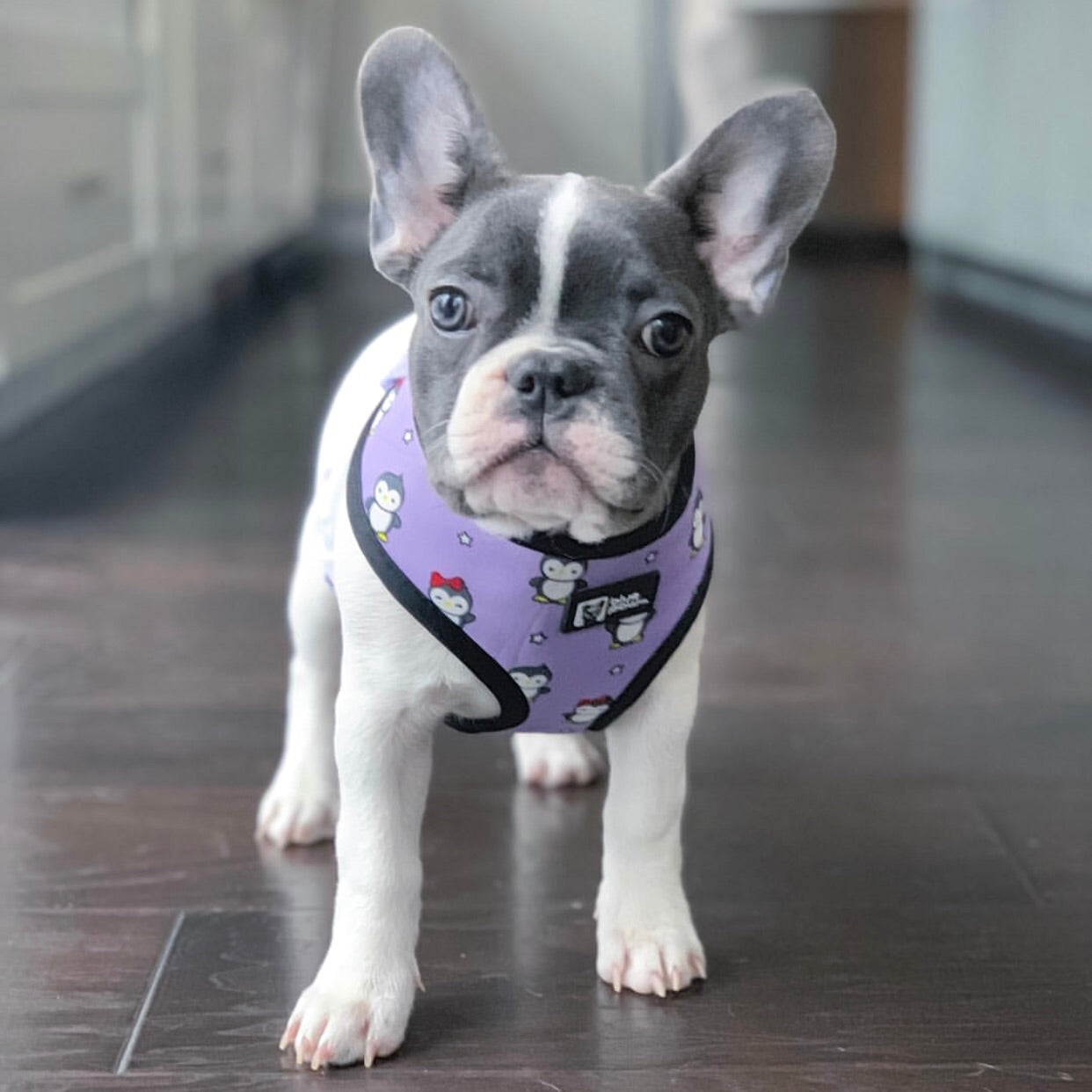 Reversible Dog Harness - Frosty Feet (Blue Paw Co. - FINAL SALE)