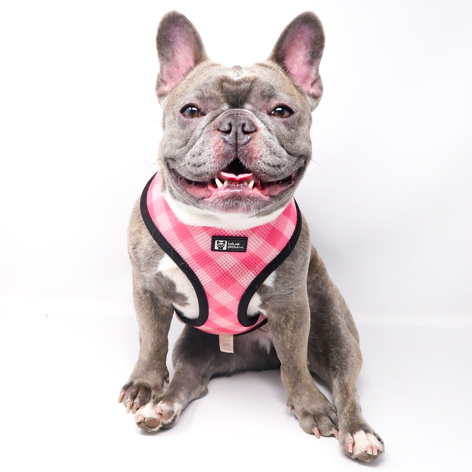 Reversible Dog Harness - Piece Of Cake (Blue Paw Co. - FINAL SALE)