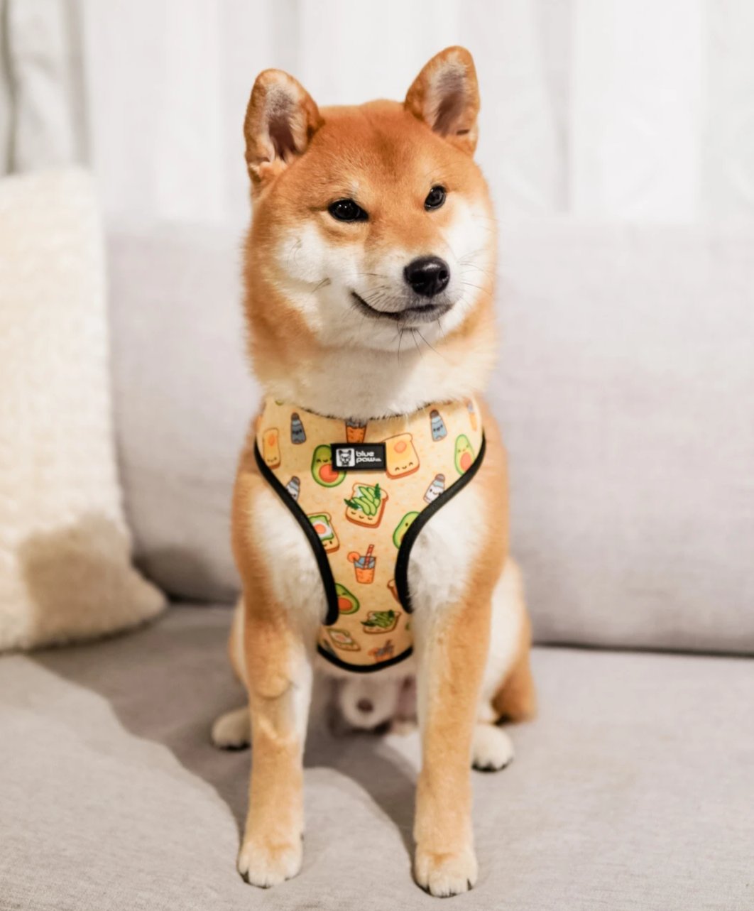 Reversible Dog Harness - Avocado Toast (Blue Paw Co. - FINAL SALE)