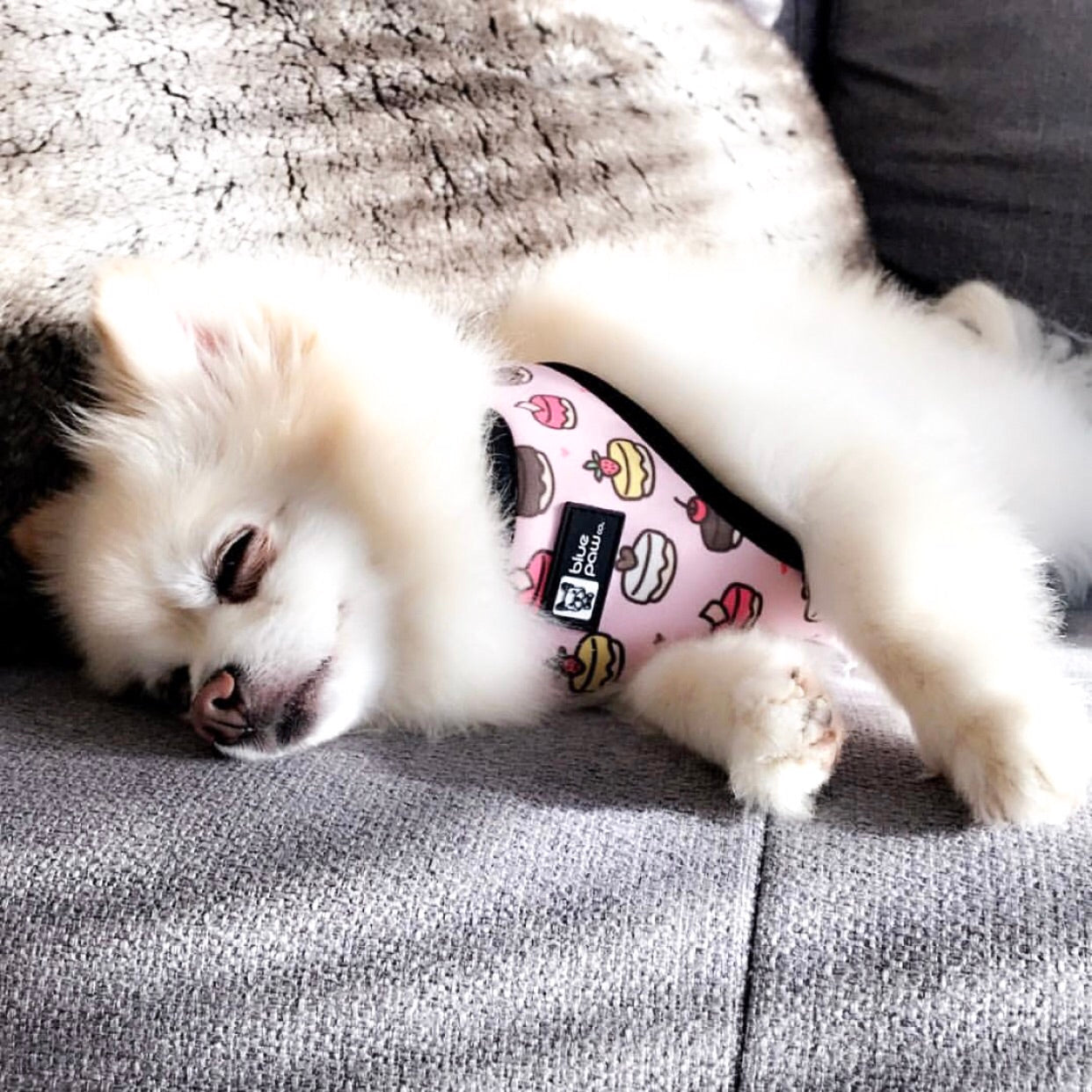 Reversible Dog Harness - Piece Of Cake (Blue Paw Co. - FINAL SALE)