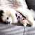 Reversible Dog Harness - Piece Of Cake (Blue Paw Co. - FINAL SALE)