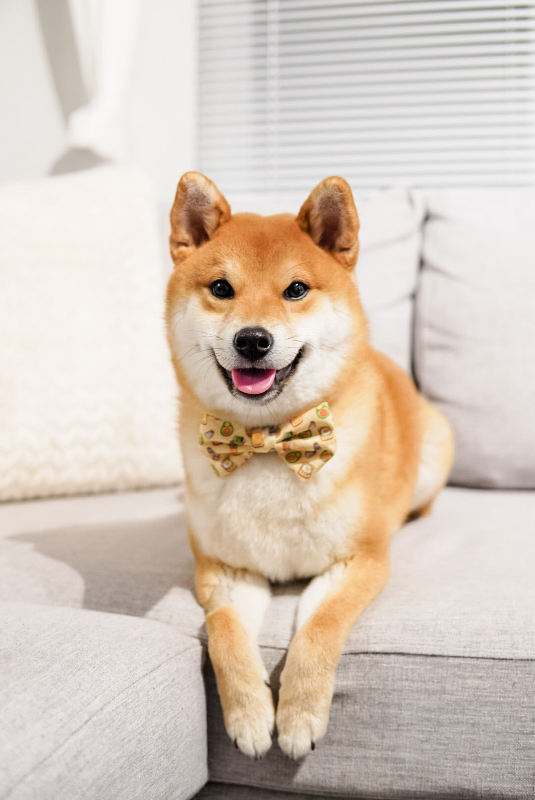 Dog Bow Tie - Avocado Toast (Blue Paw Co. - FINAL SALE)