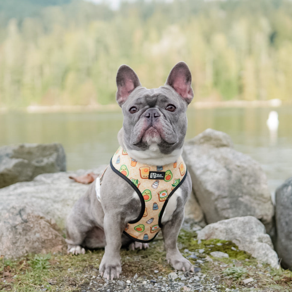 Reversible Dog Harness - Avocado Toast (Blue Paw Co. - FINAL SALE)