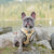 Reversible Dog Harness - Avocado Toast (Blue Paw Co. - FINAL SALE)