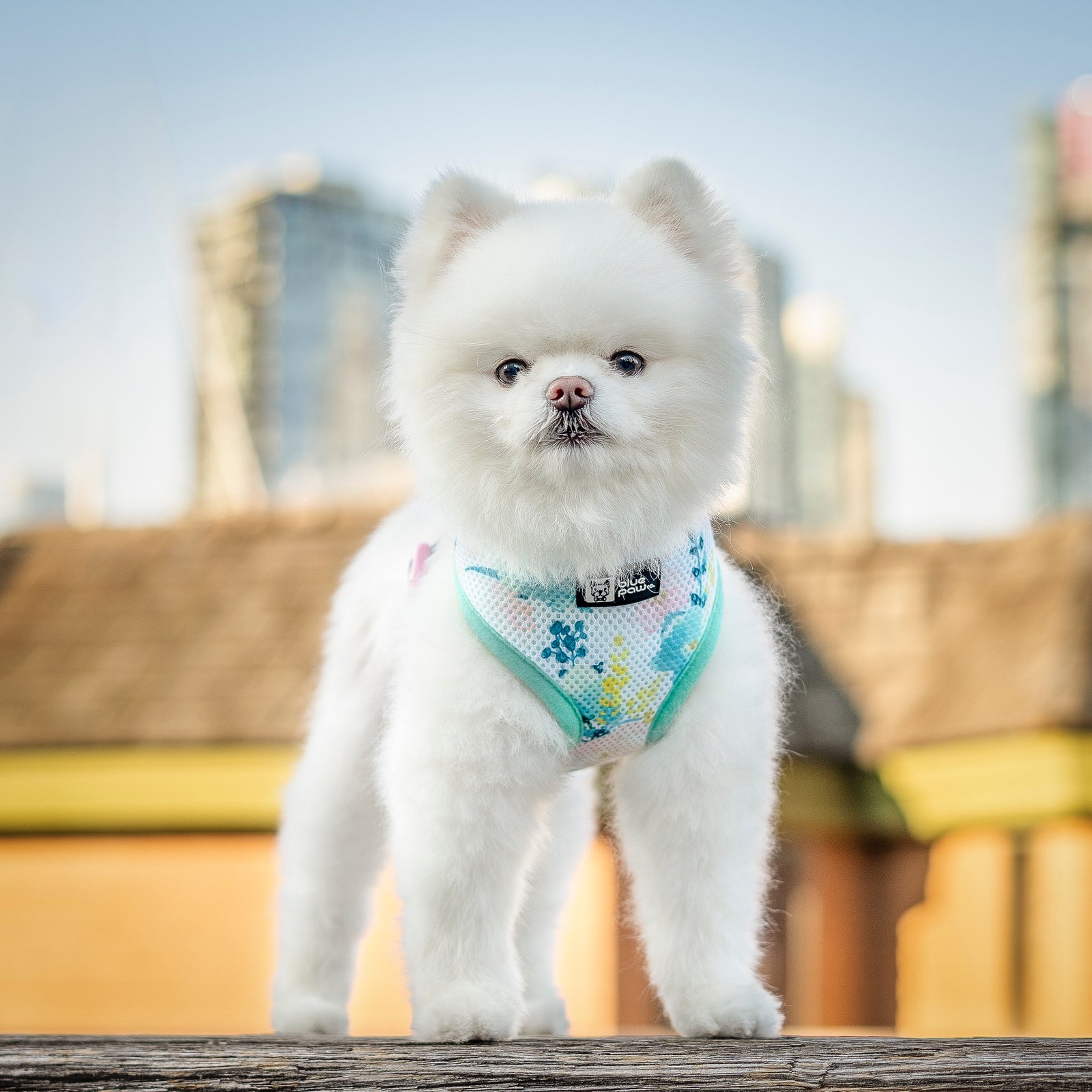 Classic Dog Harness - Sweet & Simple - Blue Paw Co.