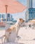 Dog Collar - Silver Lining (Blue Paw Co. - FINAL SALE)