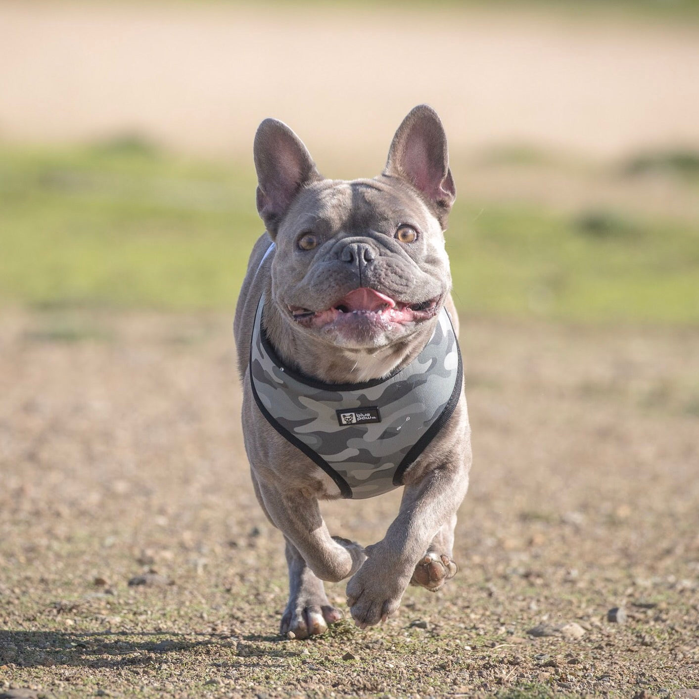 Reversible Dog Harness - Combat Camo (Blue Paw Co. - FINAL SALE)