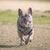Reversible Dog Harness - Combat Camo (Blue Paw Co. - FINAL SALE)