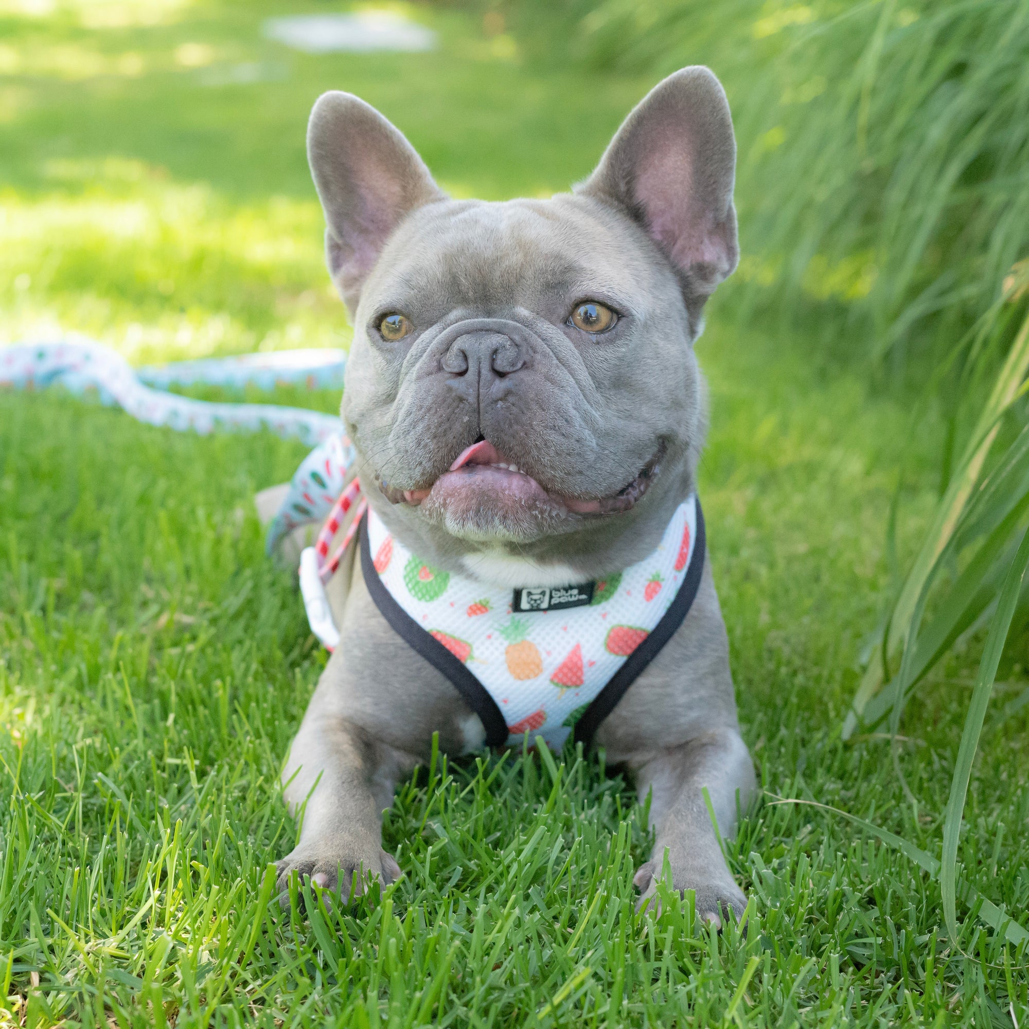 Reversible Dog Harness - Cheat Day (Blue Paw Co. - FINAL SALE)