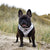 Reversible Dog Harness - Combat Camo (Blue Paw Co. - FINAL SALE)